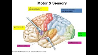 Cortex Sensory Motor and Association Areas of brain  Brain Anatomy Anatomy of the Human Brain [upl. by Llecrad]