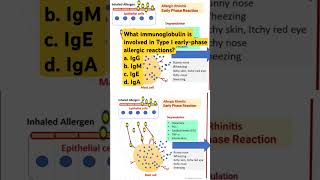 What immunoglobulin is involved in Type I earlyphase allergic reactions [upl. by Janka]