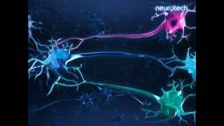 Basics 7 Regulation Nerve Cells [upl. by Lomaj]