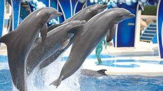 SeaWorlds Dolphin Show voted quotBest on YouTubequot [upl. by Girardo]