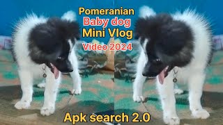 video  Pavilion dog  Pavilion dog vlog video   Baby Dog Video  Baby pavilion dog video viral [upl. by Aihsekal]