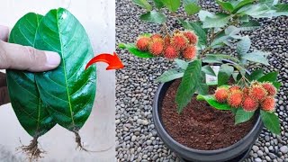 New skills Growing a rambutan trees from rambutan fruit in pot [upl. by Nosnehpets]