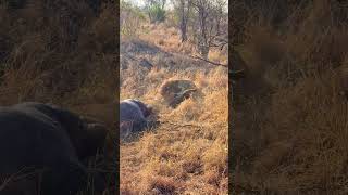 Hyenas Distracted By Eating a Hippo Get Ambushed By Lion [upl. by Donnamarie965]