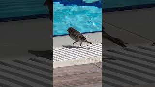 A Luxury Bird Bath at the Ali Bey Resort Turkey SummerSun [upl. by Petronille]