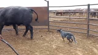 Australian cattle dog loading cattle on truck  Blue heeler  cattle dog working dog [upl. by Yrffej]