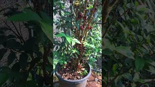 Jaboticaba Escarlet മരം മുഴുവൻ കായ്ച്ചു  😲😲 exoticfruitplants Jaboticaba shorts [upl. by Sukramal]