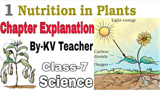 Part2 Nutrition In Plants  Class7 Science NCERT Chapter1 Explanation in हिंदी By KV Teacher [upl. by Oibirot]