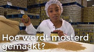 Doen Ze Dat Zo Hoe wordt mosterd gemaakt  Het Klokhuis [upl. by Lock371]