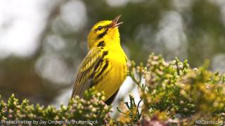 Prairie Warbler Song [upl. by Awjan]