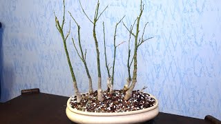 Bonsai forest from Japanese pagoda tree  Sophora Japonica [upl. by Aniz]