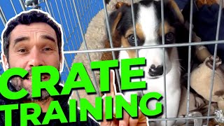 Crate Training Your Puppy  Doggy Dans Ultimate Guide [upl. by Modnar]