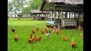 Criação De Frango Caipira [upl. by Sibyl]