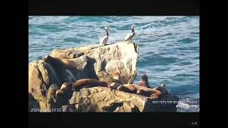 Pelicans and Sea Lions Soak Up the Sun 01012024 exploreorg [upl. by Krause]