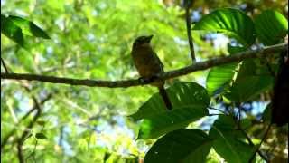 Barred Puffbird  Nystalus radiatus  Birding Rio Claro Antioquia [upl. by Etnoved]