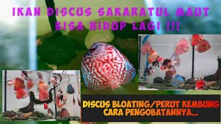 cara pengobatan ikan discus BLOATINGPERUT KEMBUNG pakai obat [upl. by Nynahs]