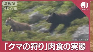 貴重映像を分析“クマの狩り”からみる生態と驚異の運動能力とは2023年11月20日 [upl. by Oliy]