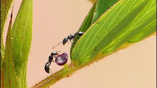 Ants Feeding On The Extrafloral Nectary Of A Partridge Pea Plant [upl. by Camden]