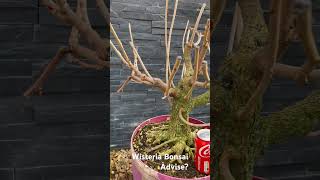 Developing a collected wisteria bonsai [upl. by Hofmann]