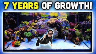 INSANE Reef Aquarium Keys to AMAZING Coral Growth and Fish Keeping [upl. by Attiuqram]