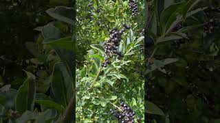 Бірючина звичайна  Ligustrum vulgare  в природі і в озелененні nature [upl. by Yllen512]