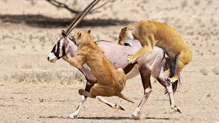 Lion Vs Oryx Real Fight  Survival Battle  Wild Animal Attack [upl. by Iinden]