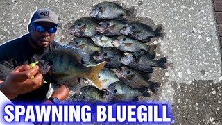 Best Bait for Bluegill In Lily Pads  Early Summer Spawn Fishing [upl. by Hellah]