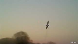 Waterworld duck shooting hunting on Lough Neagh during big floods Wildfowling [upl. by Yhtir]