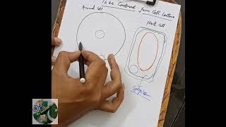 Difference between animal cell and plant cell PART2 [upl. by Ive101]