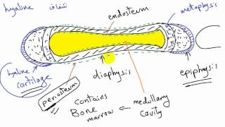 general anatomy 6  types of bone 2 development of bone by dr Sameh Ghazy [upl. by Kcor]