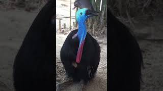 Cassowary Bird React 🙀 [upl. by Rennug]