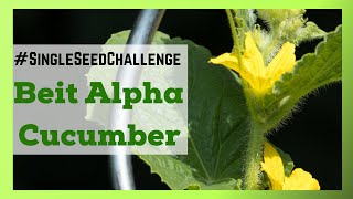 Beit Alpha Cucumber Update singleseedchallenge2021 [upl. by Ezirtaeb]