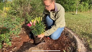 Planting Asiatic Lilies [upl. by Rebak]