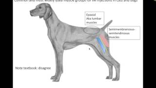 Clinical Applications Musculature VETERINARY TECHNICIAN EDUCATION VIDEOS [upl. by Akemaj]