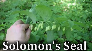 How To Identify Solomons Seal  Polygonatum spp [upl. by Lirpa]