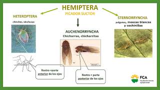 TTPP Nº5 Orden Hemíptera Sub órdenes Auchenorrhyncha y Stenorryncha Módulo1 [upl. by Circosta17]