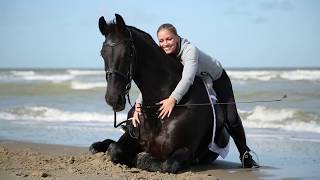 Dressurausbildung und Vertrauenstraining am Strand [upl. by Lerej169]