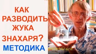 Как Легко Разводить ЖукаЗнахаря Для Корма Рыбкам Entomologist in Ukraine [upl. by Alegna]