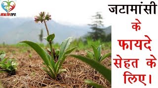 जटामांसी के फायदे – Jatamansi Spikenard Benefits in Hindi [upl. by Osbourn]