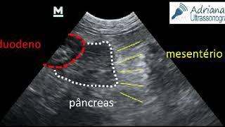 Pancreatite em cão [upl. by Eliga]