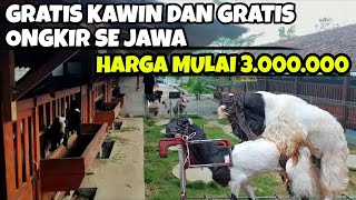 Update Harga indukan kambing etawa ras Kaligesing [upl. by Akedijn]