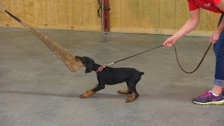 9 Wk Doberman Puppy quotEviequot Early Protection Training Evaluation Development For Sale [upl. by Lisle]