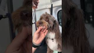 Dog Spa Day Mobile Grooming [upl. by Wilcox]