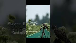 Miracle of almighty in Birding nature wildkashmir wildlife travel [upl. by Casilda233]