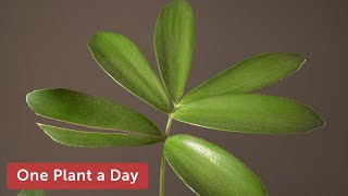 ZZ Plant Propagation  5 Ways To Propagate with Results Zamioculcas Zamiifolia [upl. by Aleacin481]