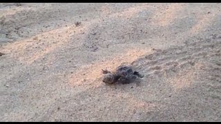 caretta caretta birthhatcing sea turtle Greece  Messinia [upl. by Landbert]