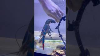 Giant Blue Lobster Saved From Net😱🦞 [upl. by Carli]