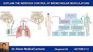 EXPLAIN THE NERVOUS CONTROL OF BRONCHIOLAR MUSCULATURECH 38 LM 12 [upl. by Sorvats]