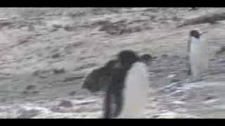 Adelie Penguin Feeding Chase [upl. by Casavant]