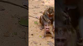 Loud Wails Baby Monkeys Heartbreaking Hunger for Milk 4 [upl. by Ahsiakal]