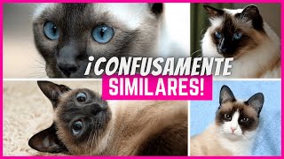 5 Razas de Gatos Confusamente Similares al Gato Siamés [upl. by So]